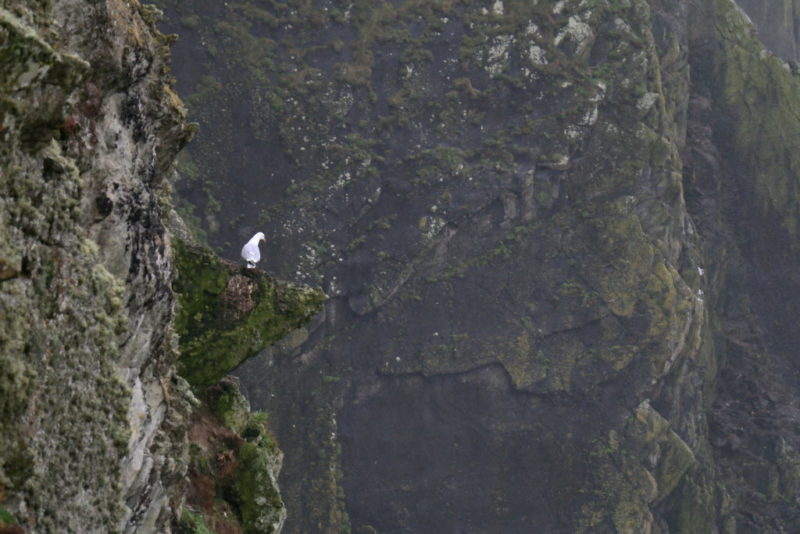 Cliffs Old Head of Kinsale