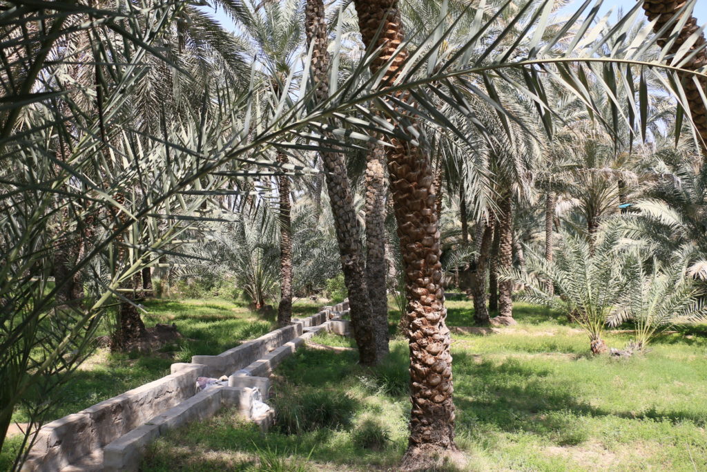 Al Ain Oasis واحة العين